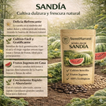 🍉 SweetHarvest™ - Semillas PREMIUM de Sandía Dulce 🍉 (2x1)